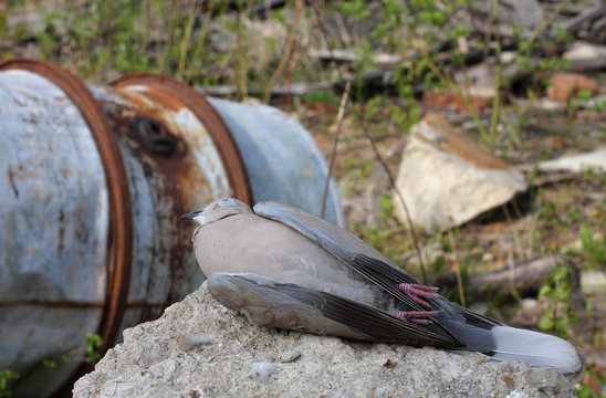  Dead bird collared dove lying in front of  a barrel of  toxic chemical waste.