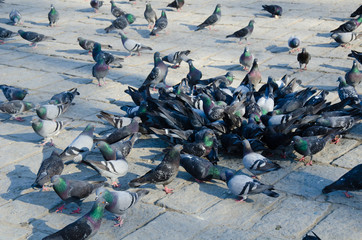 isolated crowd of pigeons on street, city doves eating from street