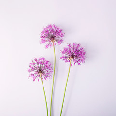Spring flowers on a gray background - creative picture with space for text