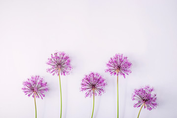 Spring flowers on a gray background - creative picture with space for text