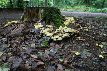 Obraz premium Mushroom on tree trunk in Kačín, Malé Karpaty, Slovakia