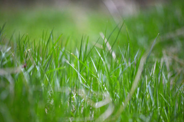 Gras
