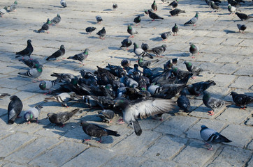 isolated crowd of pigeons on street, city doves eating from street