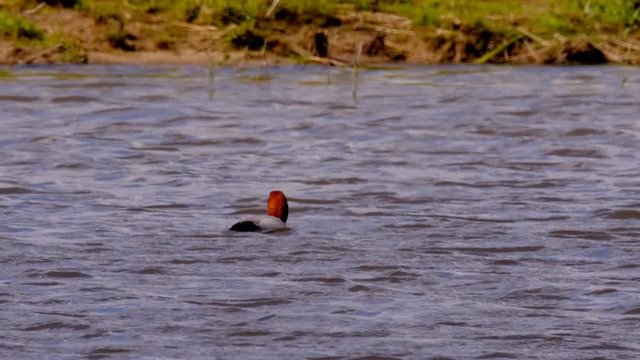 Common pochard male in a lake in a nature reserve in Overijssel, The Netherlands during a beautiful springtime day