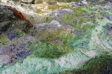 Geothermal craters in the forest in the Waiotapu area of the Taupo Volcanic Zone in New Zealand