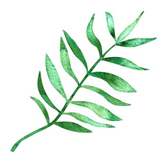Watercolor tropical leaves. Hand painted leaf isolated on white background.