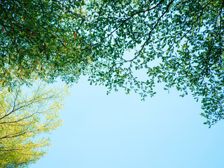 Green tree bush on blue sky and sunshine, green leaves,  nature background, bordered with trees at nice sunny weather