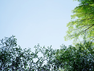 Green tree bush on blue sky and sunshine, green leaves,  nature background, bordered with trees at nice sunny weather