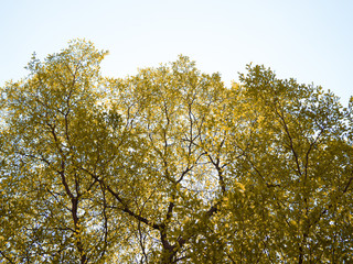 Yellow tree bush on blue sky and sunshine,Yellow leaves, nature background, bordered with trees at nice sunny weather