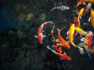 Colorful fancy carp fish, koi fish, Fish Japanese swimming (Cyprinus carpio) beautiful color variations natural organic