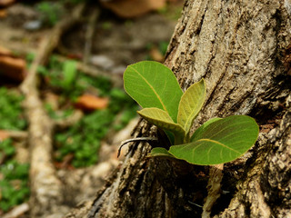 young leaf of teak tree