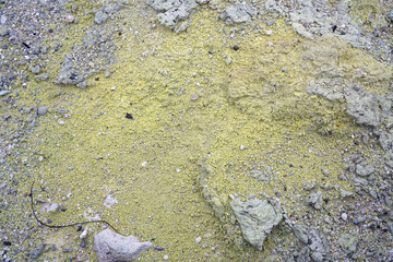 Geothermal craters in the forest in the Waiotapu area of the Taupo Volcanic Zone in New Zealand