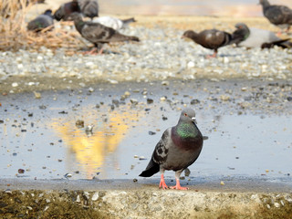 pigeon on street floor