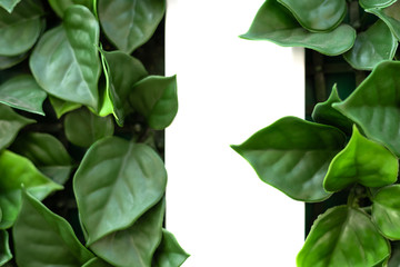 green ivy leaves with white background