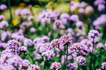 Lantana purple flowers growing inside a greenhouse