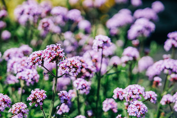 Lantana purple flowers growing inside a greenhouse