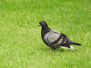 pigeon on grass lawn in garden