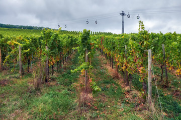 Fototapeta na wymiar Wine field around Rudesheim am Rhein with tourists cableway on a background town in Germany