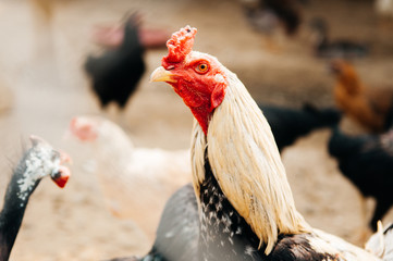 Beautiful red cockscomb chickens under bright sunlight