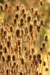 Prickly crowd