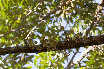 Close up young durian fruit is fresh on the tree, Durian tree is a special and useful plant.