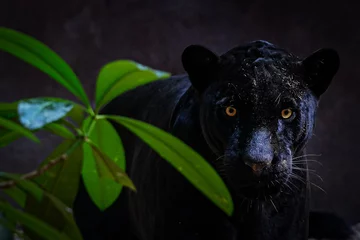 Gordijnen black panther shot close up with black background © subinpumsom