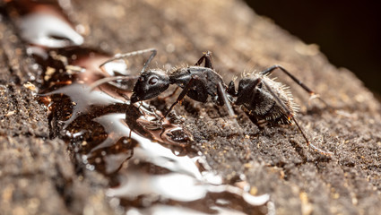 big forest ants in a native habitat