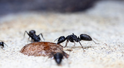 big forest ants in a native habitat