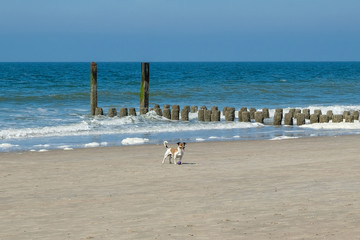 Nordseestrand mit Buhnen und Jack Russell Terrier
