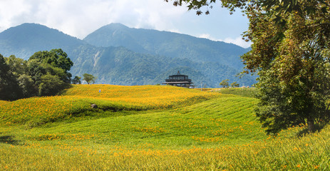 Beautiful orange daylily flower farm on Sixty Rock Mountain (Liushidan mountain) with blue sky and cloud, Fuli, Hualien, Taiwan, close up, copy space