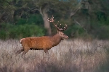 Red Deer in calden forest environment, Pampas, Argentina