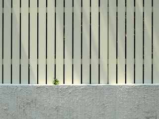 young bodhi tree growth on street wall with fence