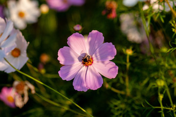 Cosmee flower, with pink petals with a bee