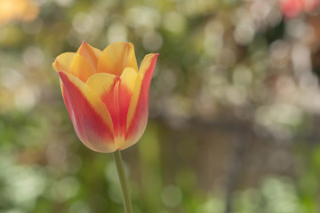 Spring flower of red - yellow  tulip on blurred background
