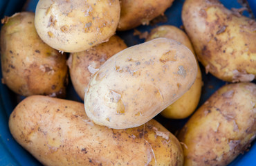 Fresh organic potato stand out among many large background potatoes in the market.