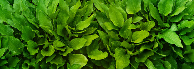 Panorama of green leaves in the rain. Panorama of nature in the form of leaves with raindrops. Textural background of leaves. Decorative leaves for design and decor.