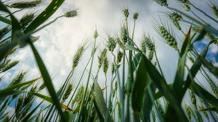 Grain classes viewed from below