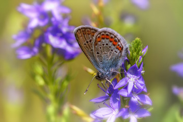 Beautiful butterfly in green grass on purple flowers close-up outdoors.