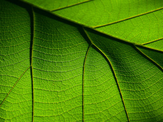texture of green teak leaf closeup