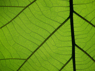 texture of green teak leaf closeup