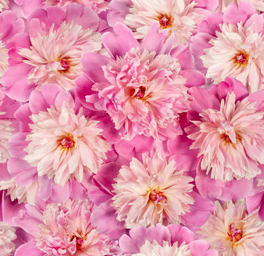 Bright Great Pink Peony - seamless pattern - backdrop background