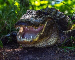 Beware of teeth in the shadows!