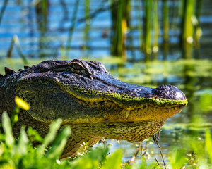 American Alligator just out of the pool!