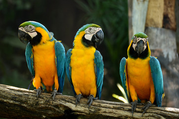 Macaw parrots, beautiful pets And the price is quite high