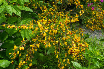 Obraz premium Yellow and red flowers on a Cytisus Scoparius, a perennial leguminous shrub also known as Common Broom, Scotch Broom and English Broom