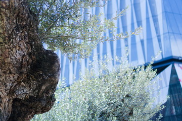 Plants in the streets of Tokyo © Camille