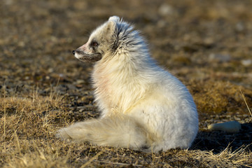 Renard polaire,  Vulpes lagopus