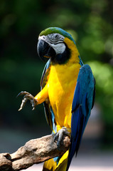 Macaw parrots, beautiful pets And the price is quite high