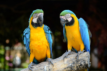 Macaw parrots, beautiful pets And the price is quite high