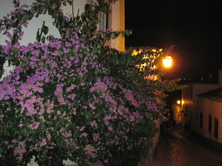 Fototapeta na wymiar flowers in the night